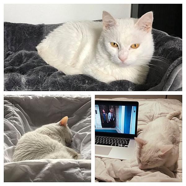 Kattenpraat