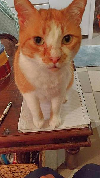 Kattenpraat