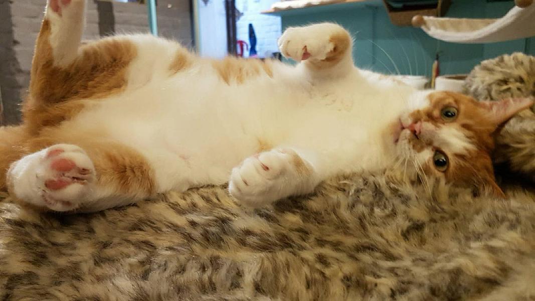 Kattenpraat