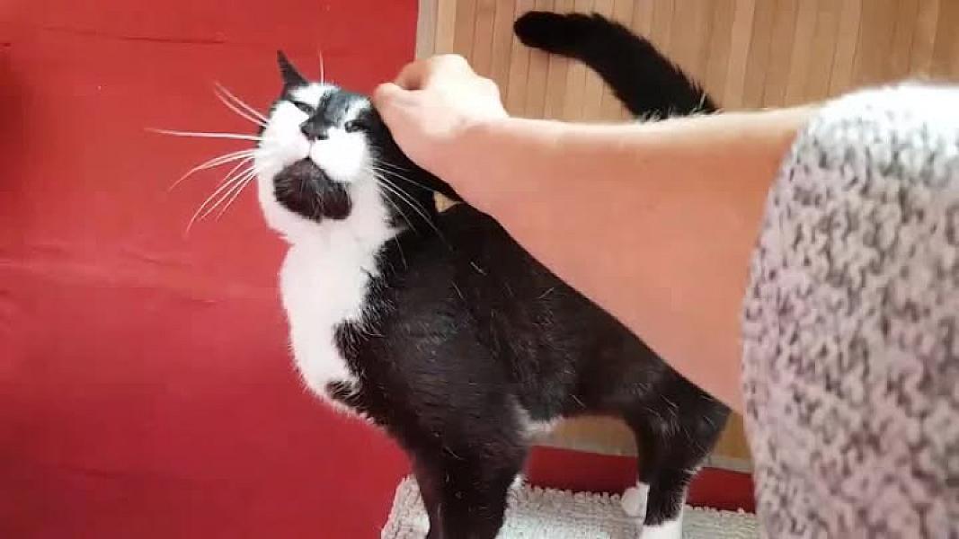 Kattenpraat