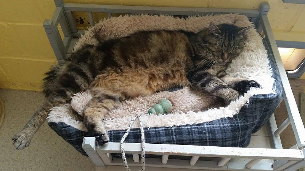 Kattenpraat