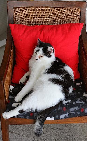 Kattenpraat