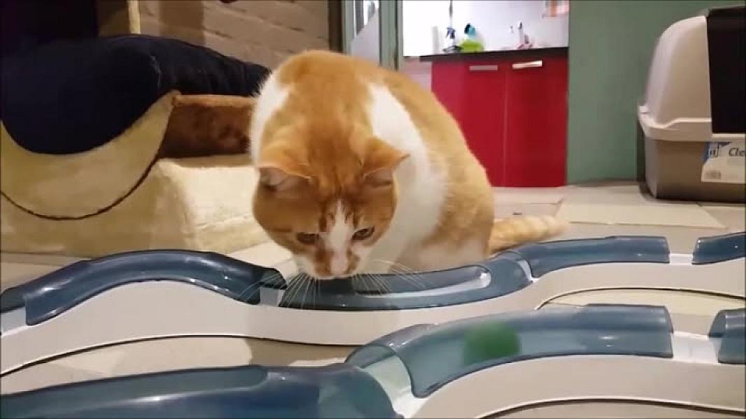 Kattenpraat