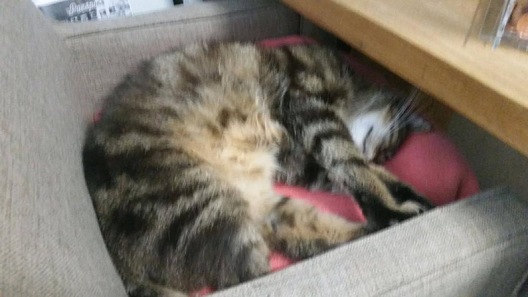 Kattenpraat