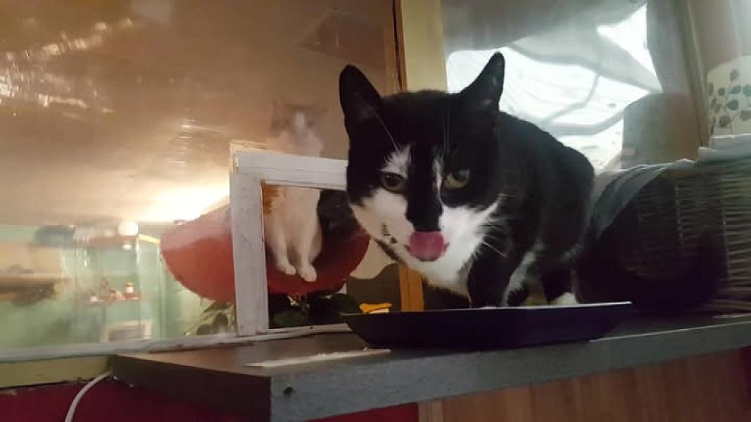 Kattenpraat