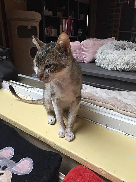 Kattenpraat