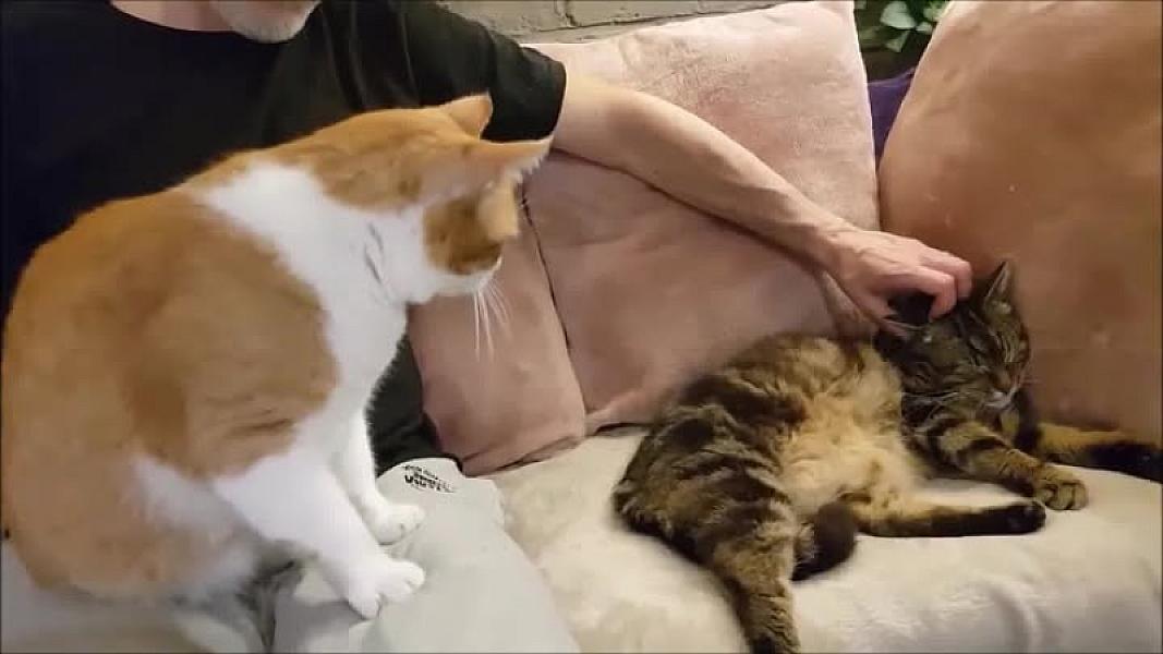 Kattenpraat