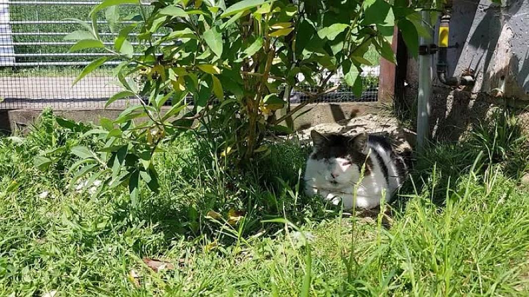 Kattenpraat