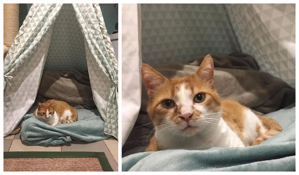 Kattenpraat