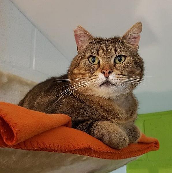 Kattenpraat