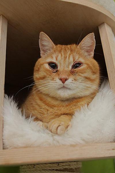 Kattenpraat