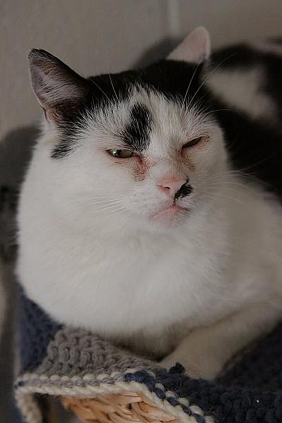 Kattenpraat