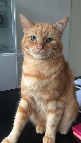 Kattenpraat