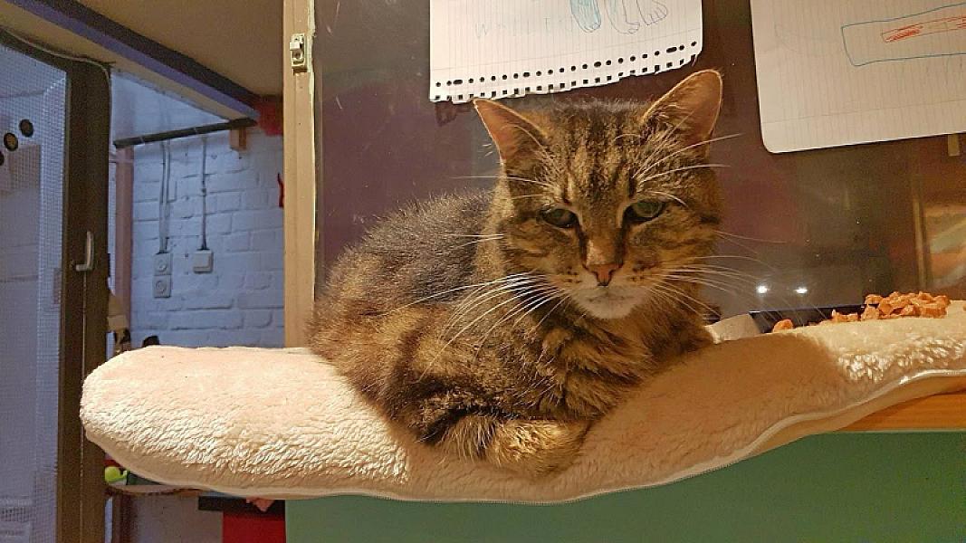 Kattenpraat