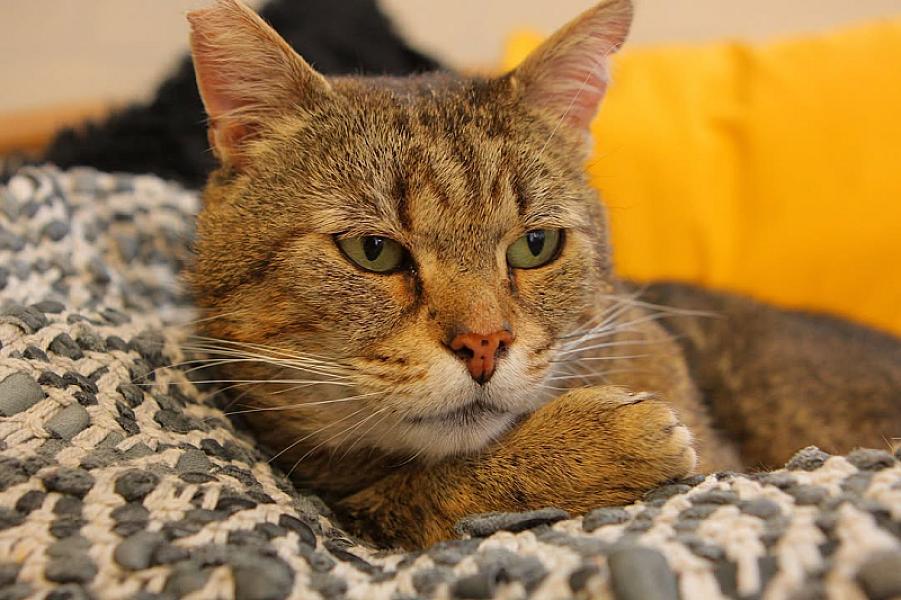 Kattenpraat