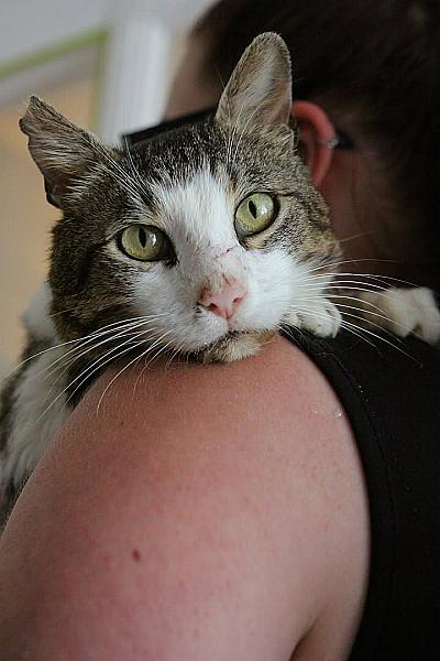 Kattenpraat