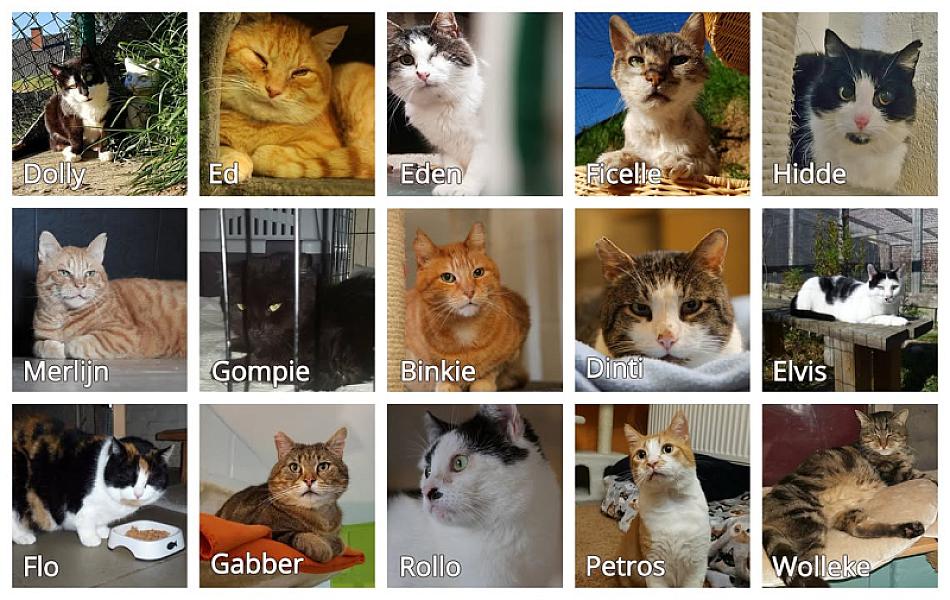 Kattenpraat