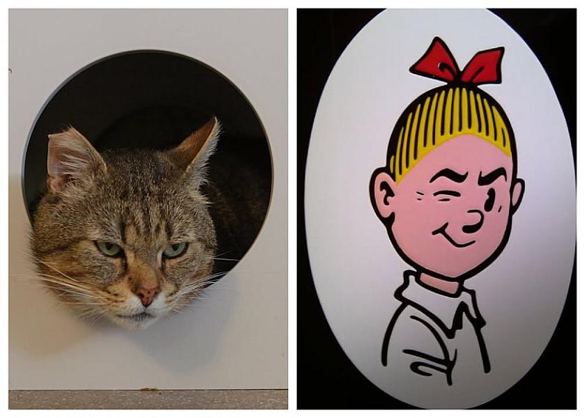 Kattenpraat