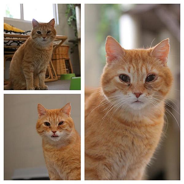 Kattenpraat