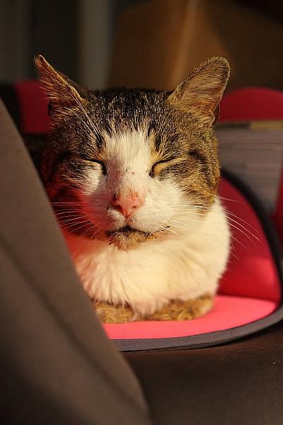 Kattenpraat
