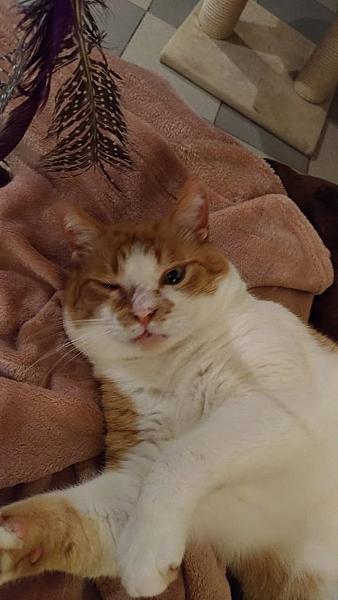 Kattenpraat