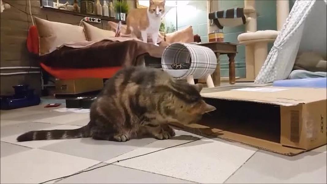 Kattenpraat