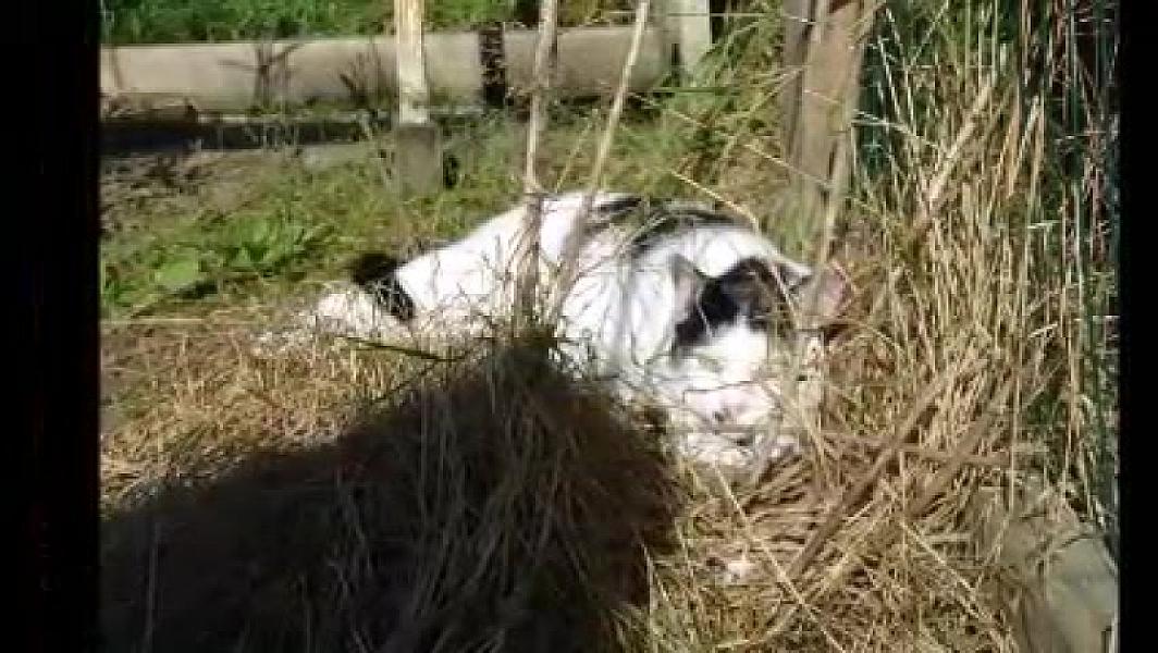 Kattenpraat
