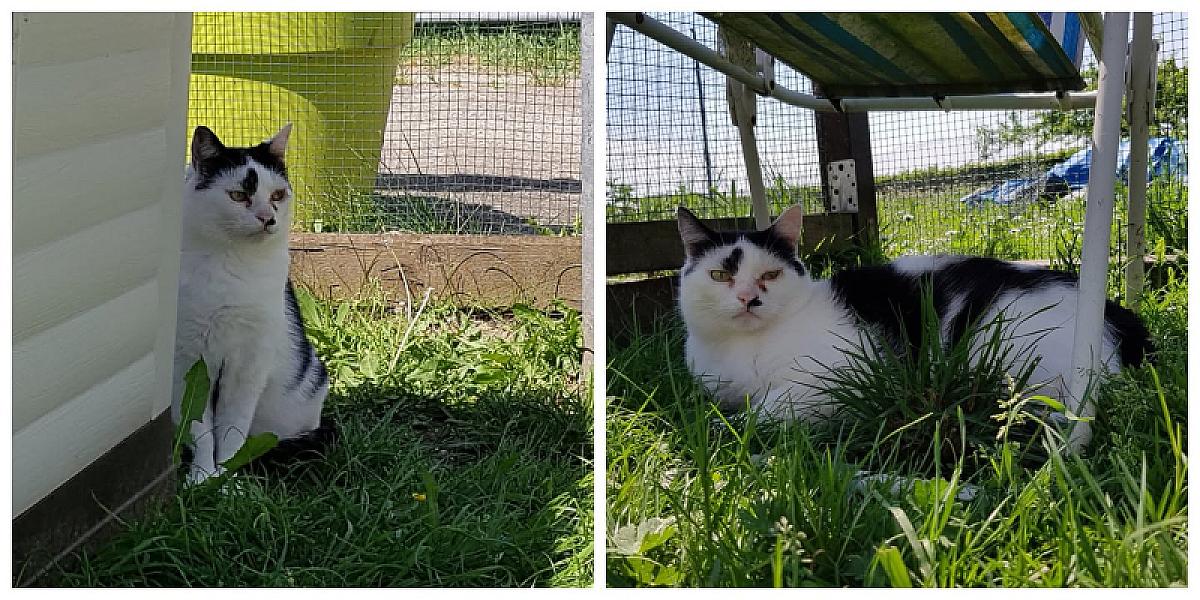 Kattenpraat