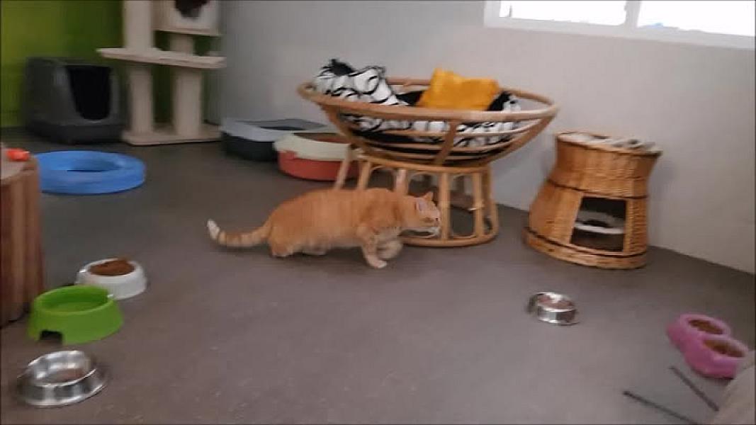 Kattenpraat