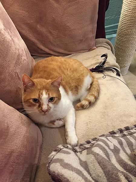 Kattenpraat