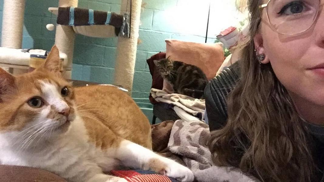 Kattenpraat