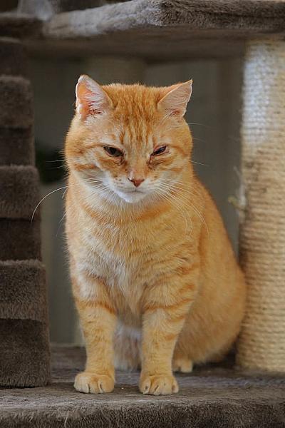 Kattenpraat