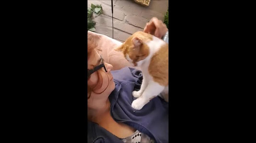 Kattenpraat