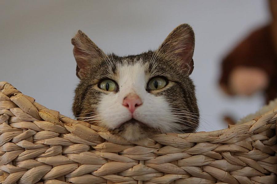 Kattenpraat