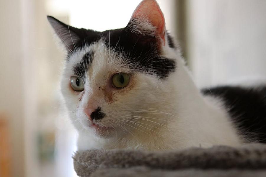 Kattenpraat