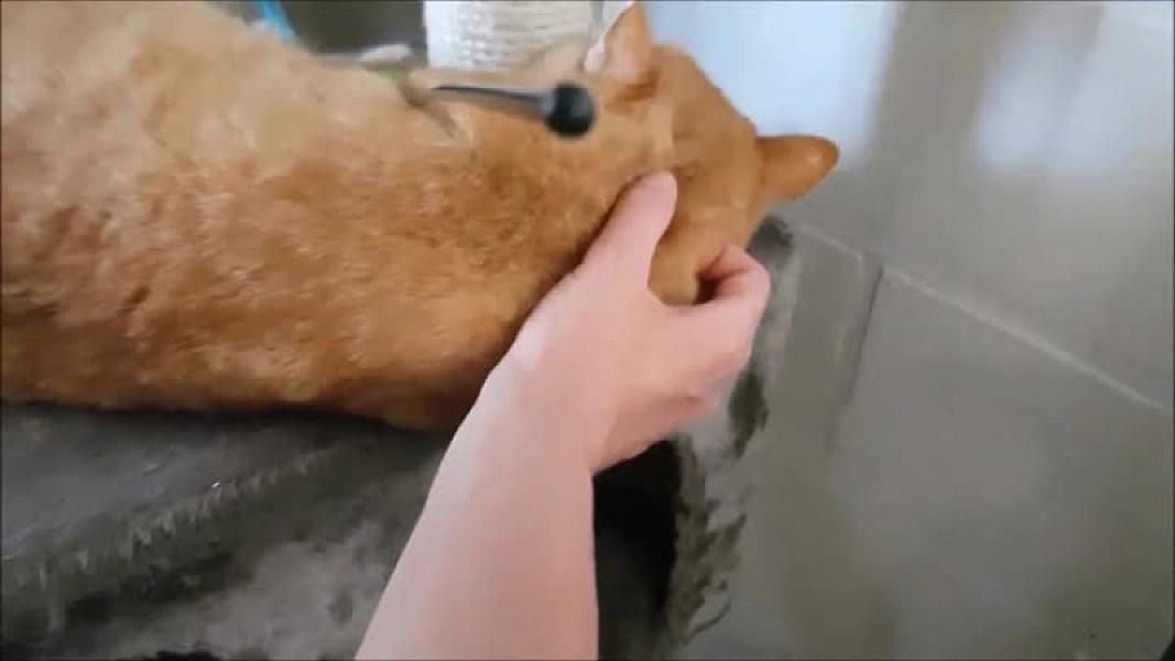 Kattenpraat