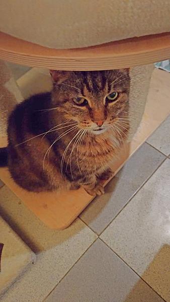 Kattenpraat