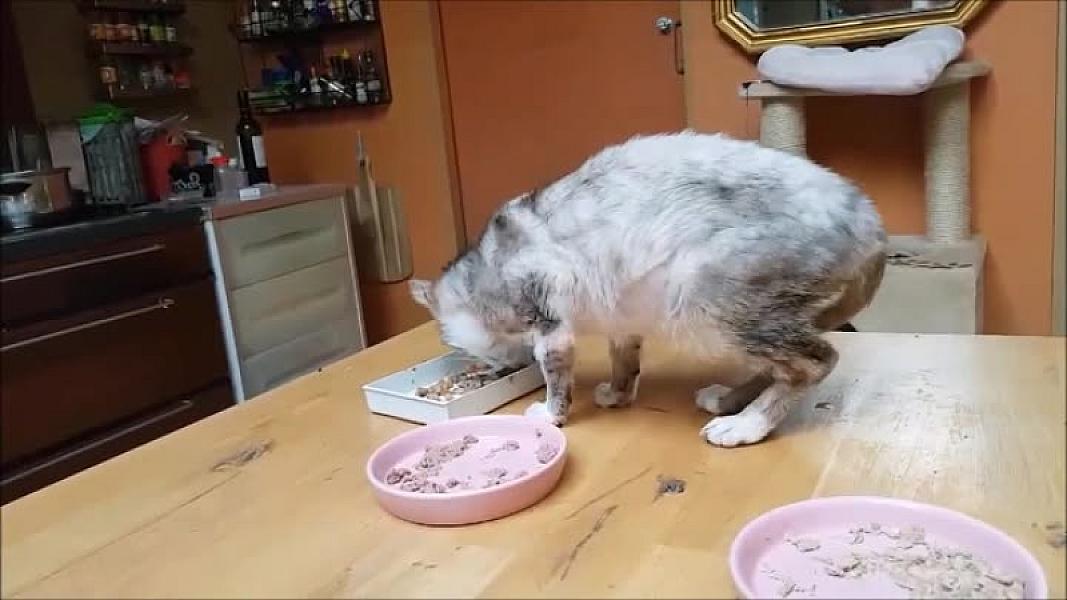 Kattenpraat
