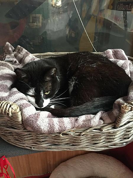 Kattenpraat