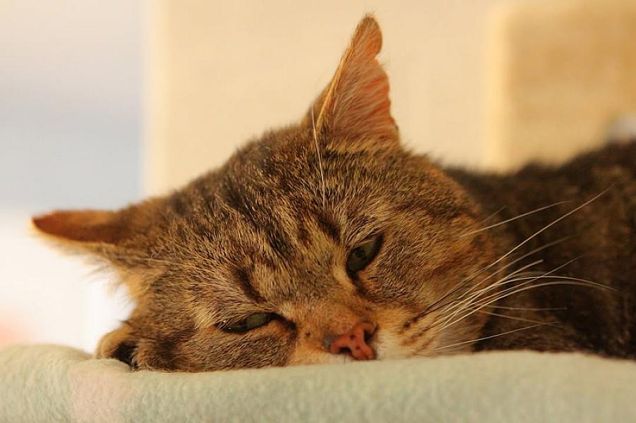 Kattenpraat