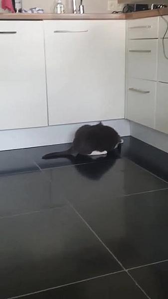 Kattenpraat