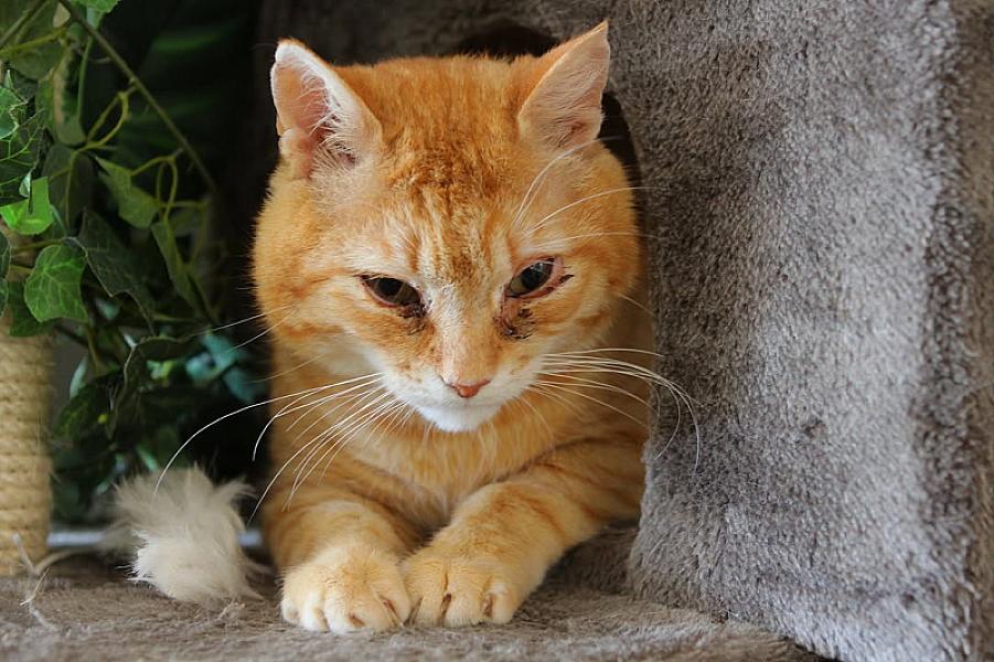 Kattenpraat
