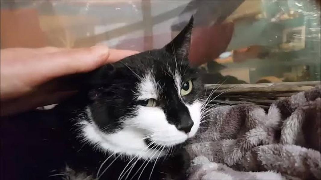 Kattenpraat
