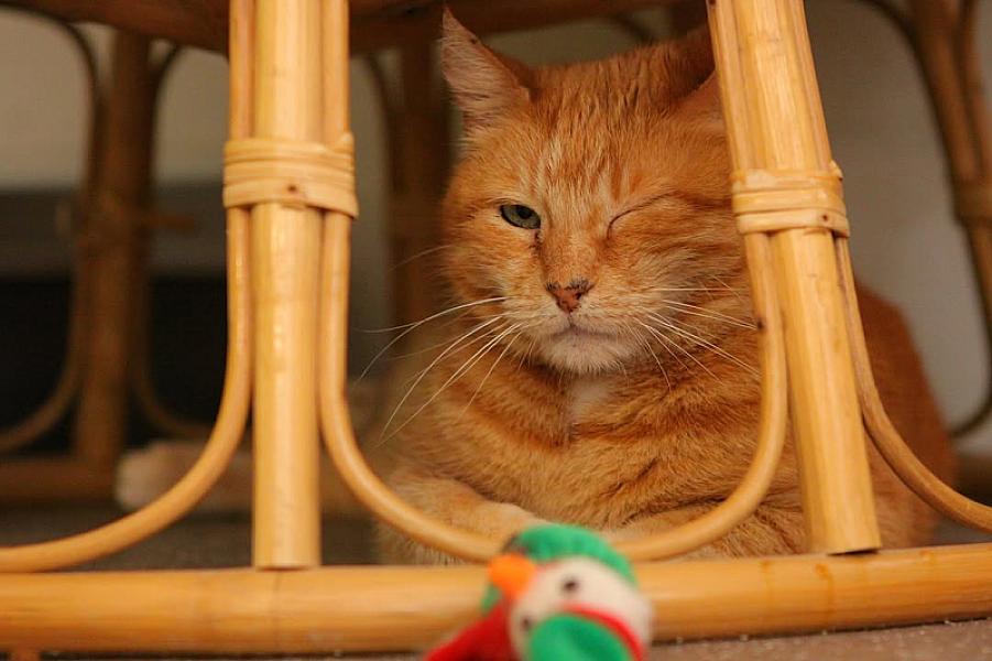 Kattenpraat