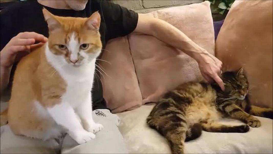 Kattenpraat