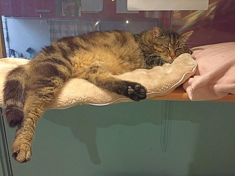 Kattenpraat