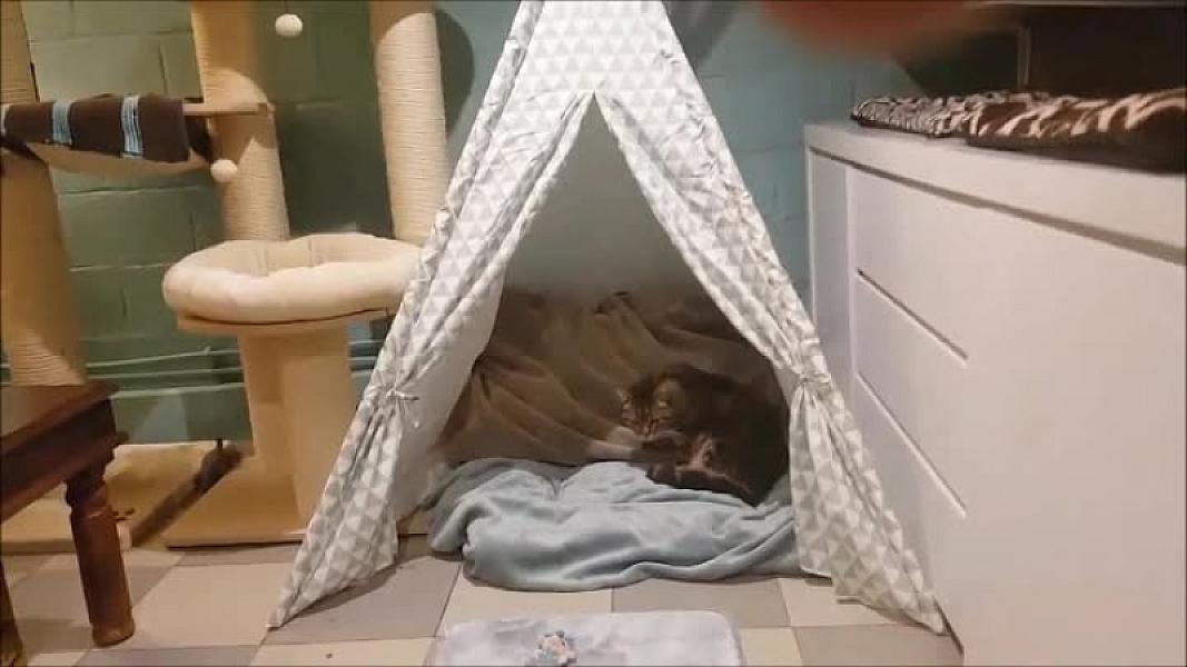Kattenpraat