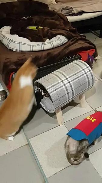 Kattenpraat