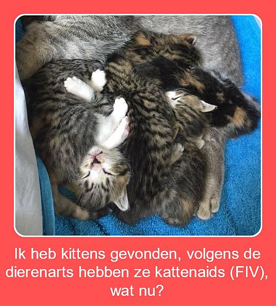 Kattenpraat