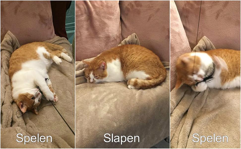 Kattenpraat